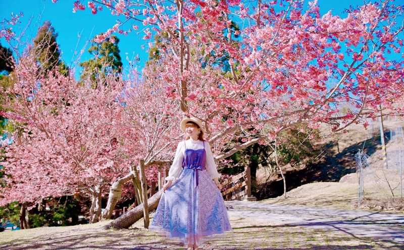 Nông trại Cừu được mệnh danh là xứ hoa anh đào ở nơi sương mù. Thuộc thị trấn Nhân Ái, huyện Nam Đầu, Nông Trại nằm ở độ cao 1.748 m được bao quanh bởi núi non, hồ nước và mây mù quanh năm. Ảnh: Qi Hui Lin