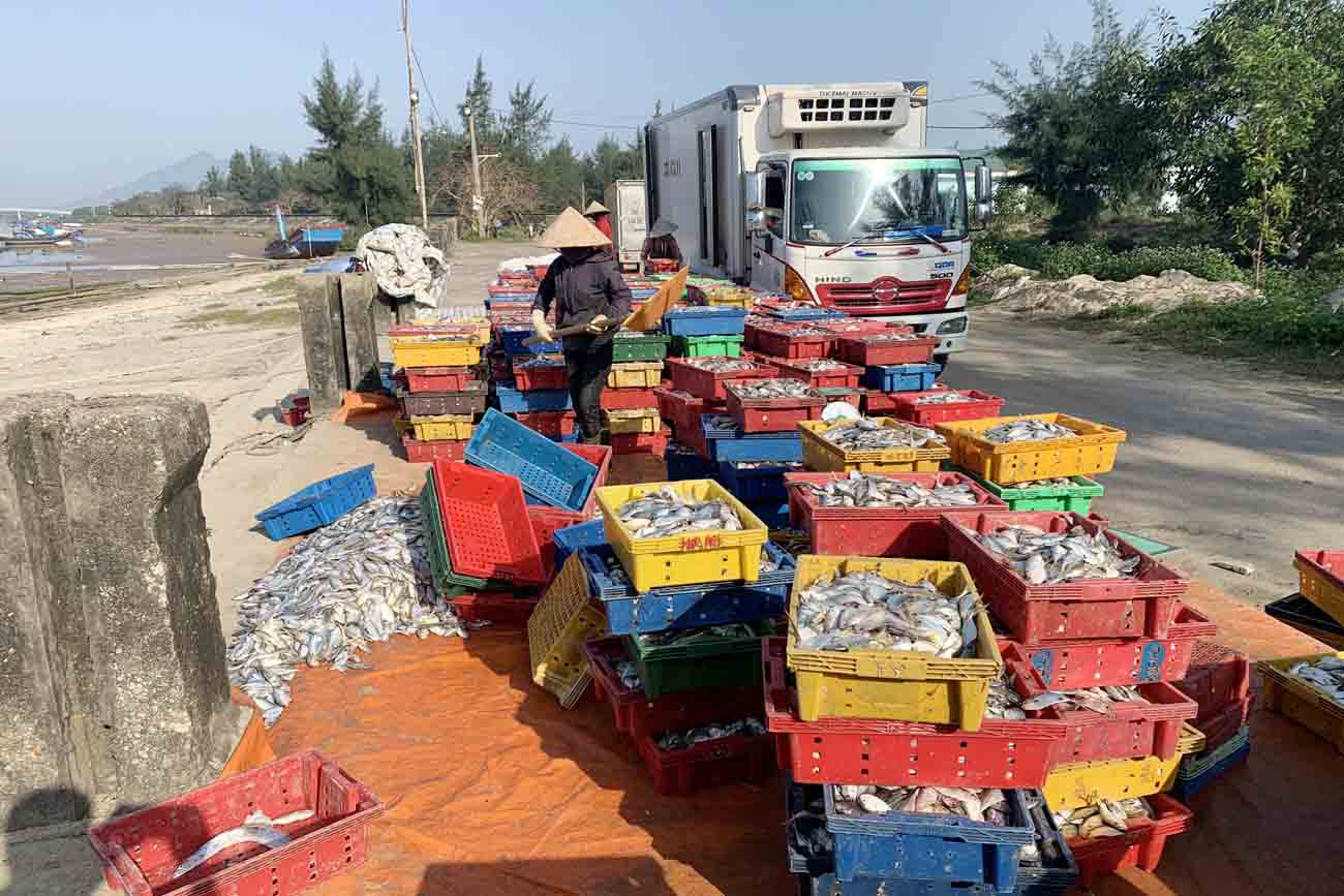 Xe đông lạnh đến thu mua cá ở xã Kỳ Ninh. Ảnh: Trần Tuấn.