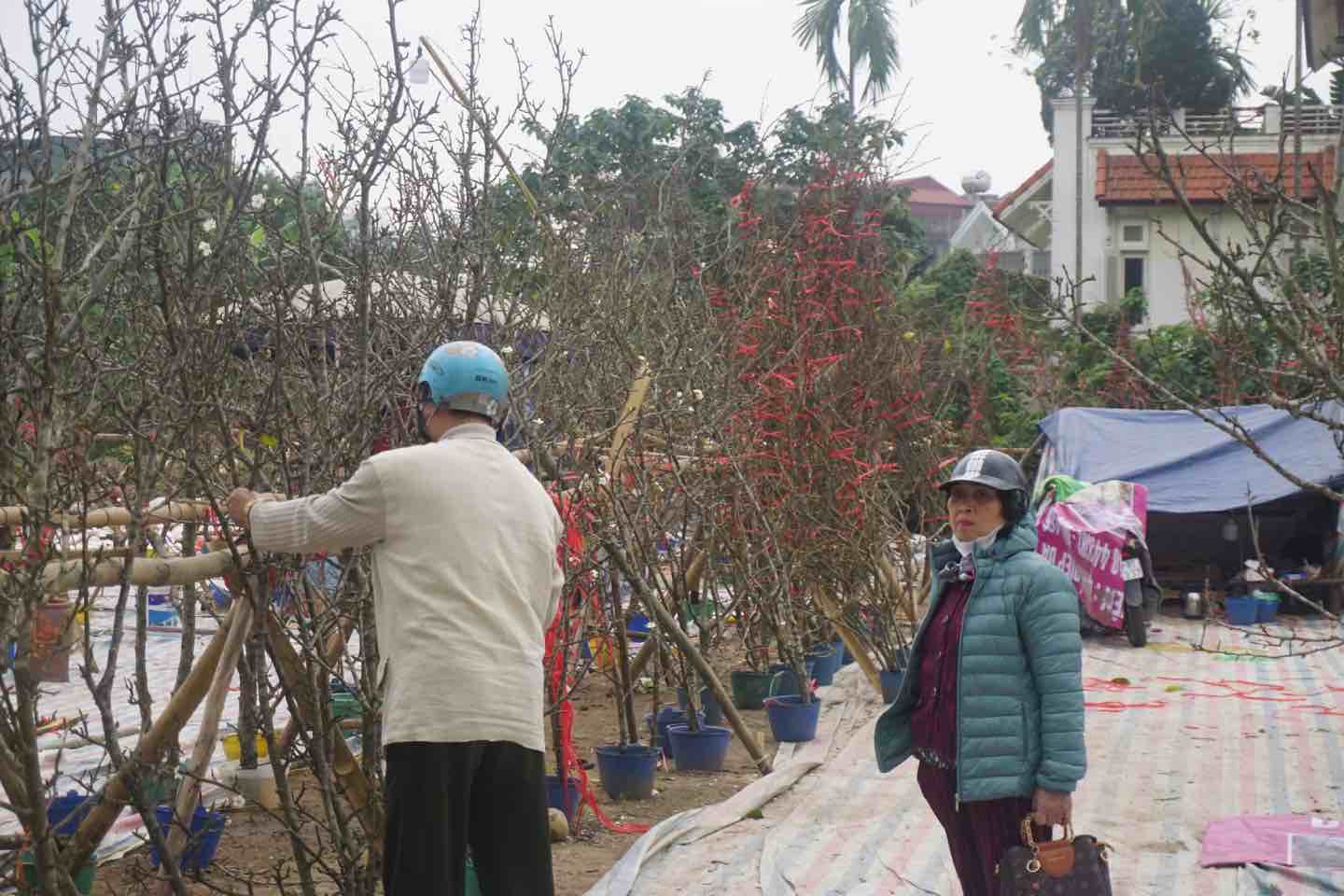 Nhiều người dân lựa chọn hoa lê để chơi sau dịp Tết Nguyên đán. Ảnh: Nhật Minh