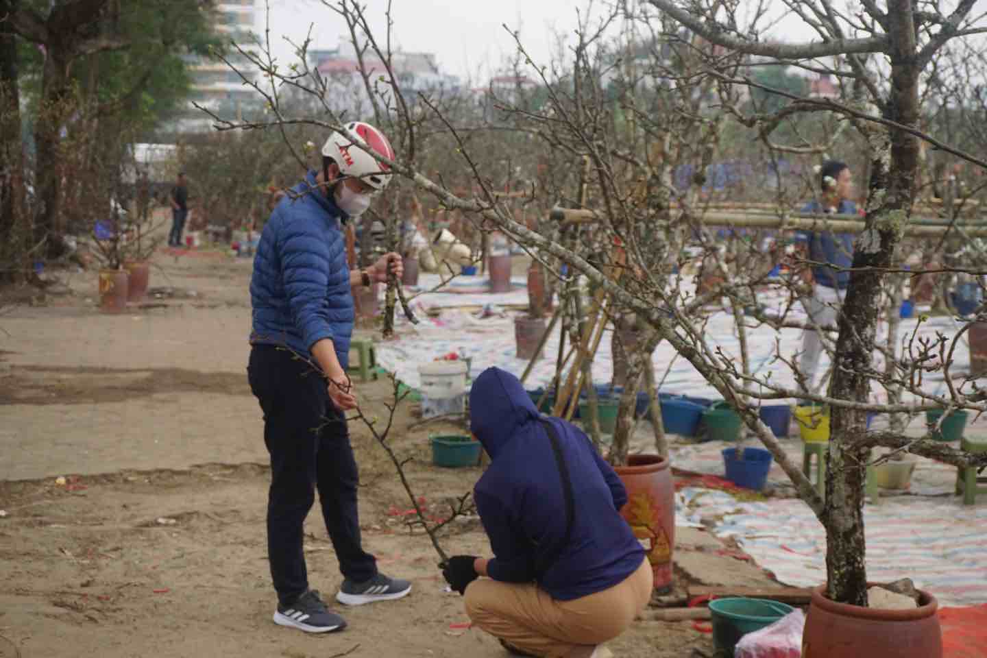 Khách hàng mua hoa lê được người bán buộc cẩn thận để đảm bảo an toàn và không hỏng cây khi vận chuyển. Ảnh: Nhật Minh