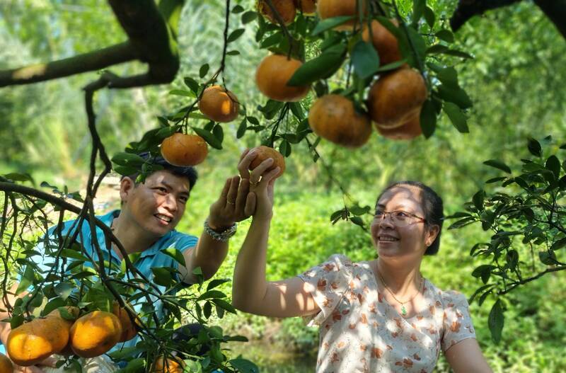 Sau nghỉ Tết các vườn quýt hồng huyện Lai Vung neo trái phục vụ  khách tham quan. Ảnh: Hoàng Lộc