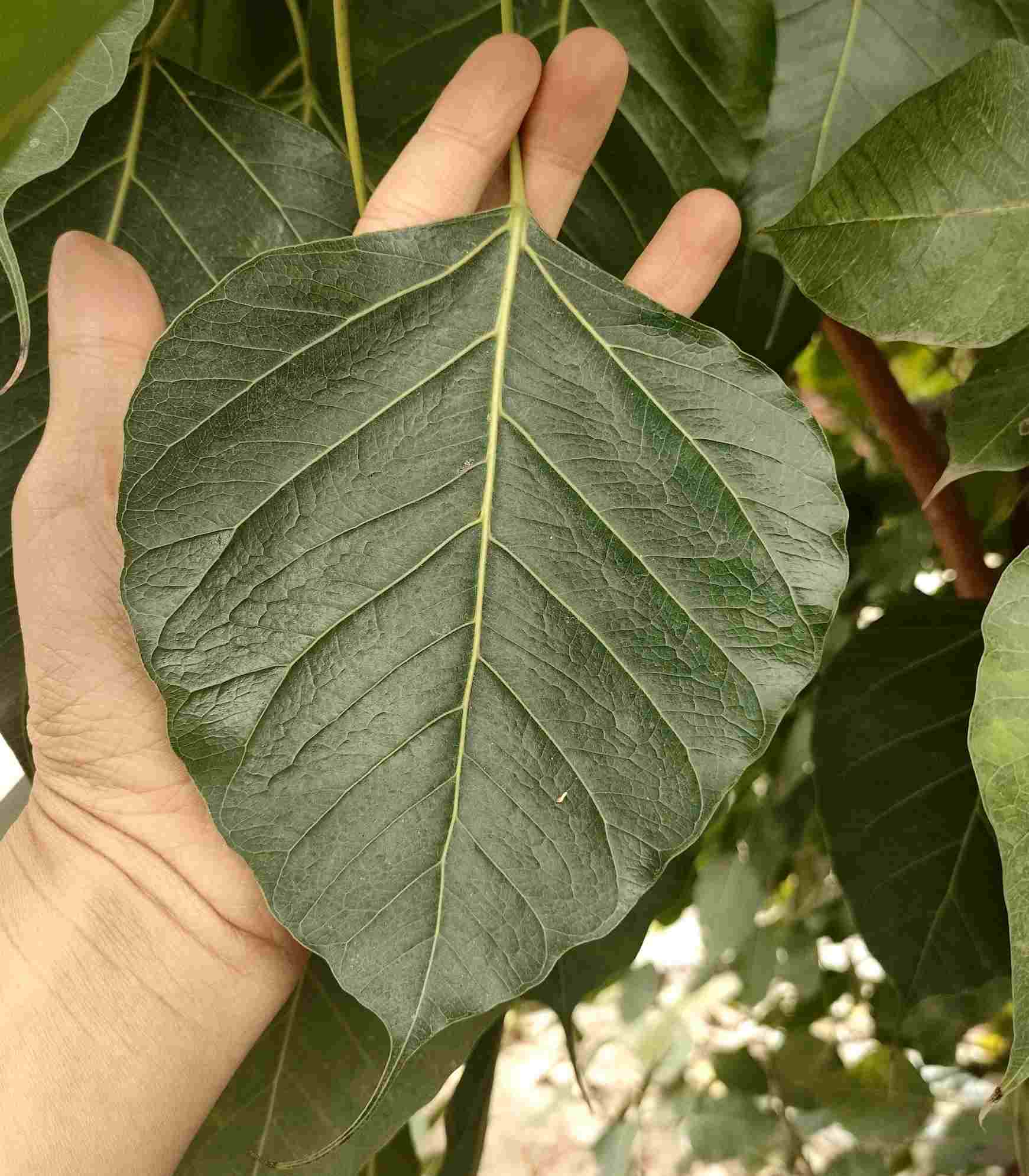 Lá cây dạng hình trái tim, có đuôi ở chóp lá dài khoảng 2-3 cm (đây là cây bồ đề đạo tràng). Lá cây bản rộng, to hơn bàn tay người. 