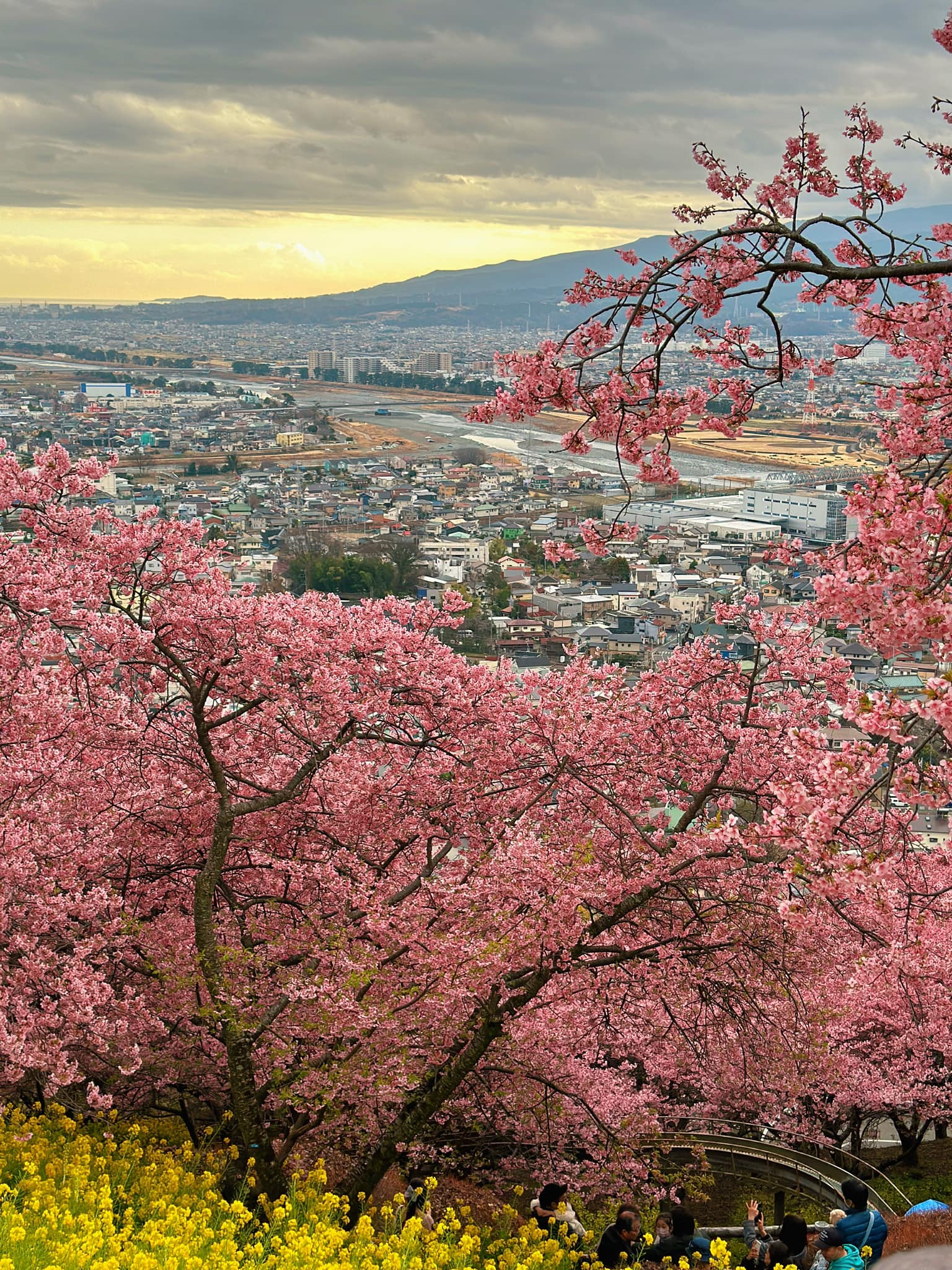 Khung cảnh anh đào Kawazu Sakura nở rực hồng tô điểm mùa xuân sớm cho thành phố Kanagawa. Ảnh: Minh Hiền