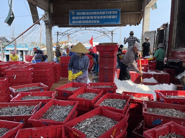 Từ sáng sớm, cảng Tịnh Kỳ đã nhộn nhịp tàu đánh bắt cá cơm nối đuôi nhau cập bờ. Trong khu vực nhà lồng ở cảng này, ở đâu cũng thấy cá cơm. Ảnh: Ngọc Viên
