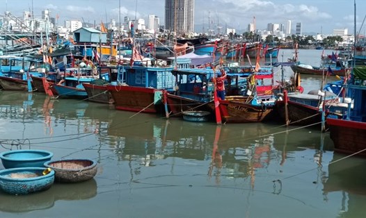 Ngày đầu năm, nhiều tàu cá ngư dân Phú Yên và Khánh Hòa khai thác cá ngừ đại dương xuyên Tết đã về cảng. Ảnh: Hữu Long