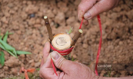 Làng trồng đào lớn nhất Tuyên Quang bắt tay vào vụ cây mới ngay sau Tết.
