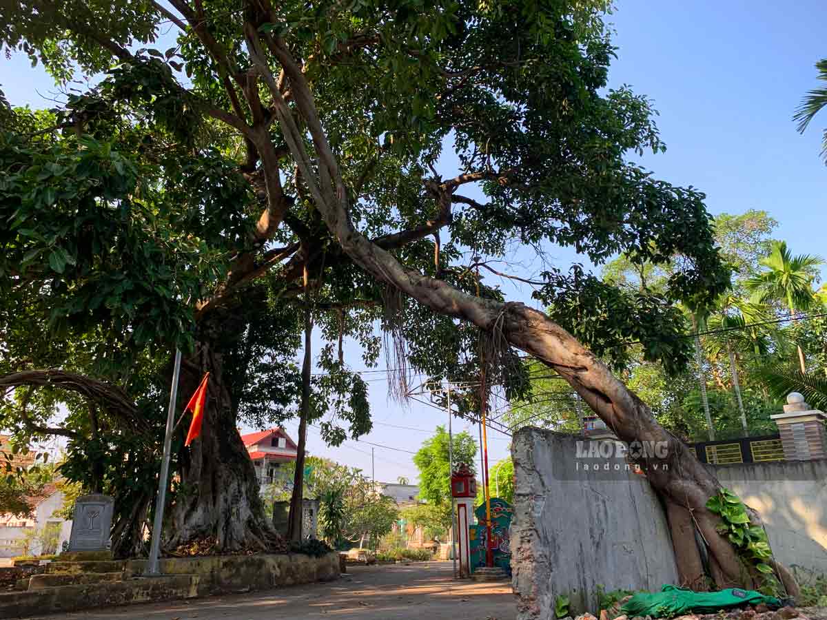 Chiêm ngưỡng cặp đại lão đa cổ thụ tươi tốt, bề thế ở Nam Định. Ảnh: Lương Hà