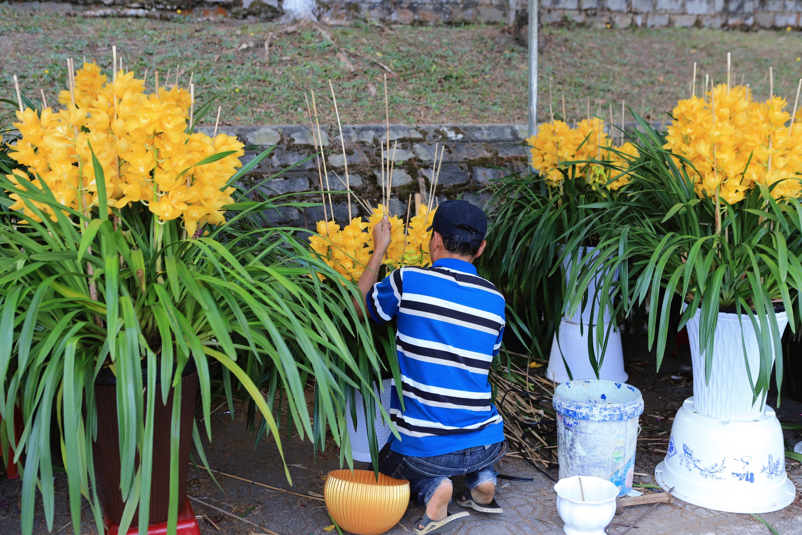 Chỉ còn ít ngày nữa là đến Tết Nguyên đán Giáp Thìn 2024, các nhà vườn trồng địa lan tại Đà Lạt rộn ràng đưa hoa xuống phố bày bán. Ảnh: Bảo Hoà 
