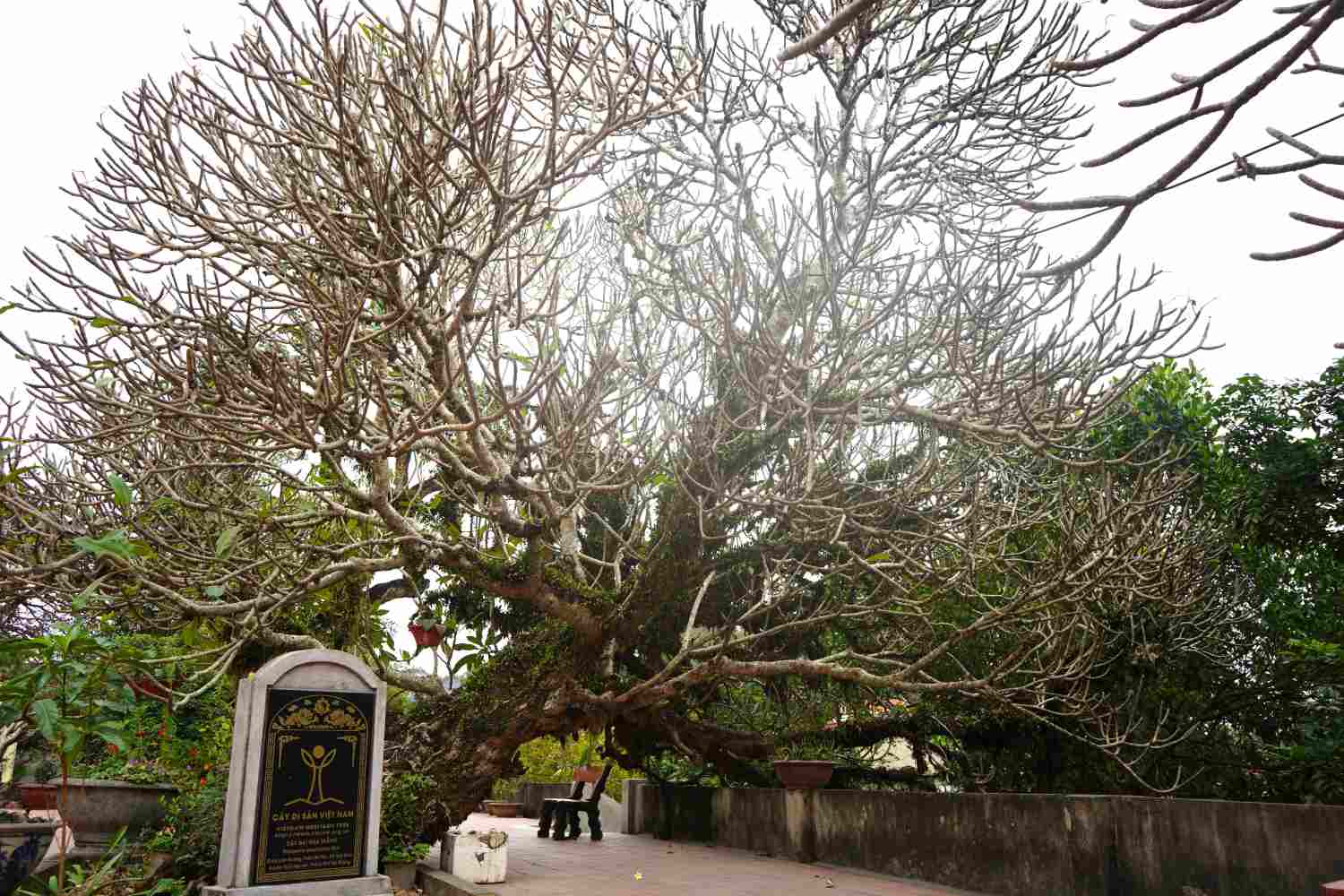 Trong bộ 5 cây đại di sản ở xã Hoà Bình, cây đại to lớn, bề thế nhất là cây đại nằm một mình trước cửa chùa Linh Quang. Đến nay, cây đại đã trải qua hơn 7 thế kỉ. 