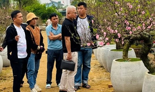 Tại TP Vinh (Nghệ An), có  nhiều khách đến nhưng chủ yếu xem, vãn cảnh, không mặn mà chuyện mua hoa tết. Ảnh: Quỳnh Trang