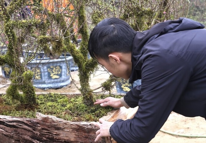 “Để chăm sóc một gốc cây nhất chi mai đến khi có độ đẹp và đưa ra thị trường, thì phải mất ít nhất 2 năm. Có những cây phải tạo thế đến 4-5 năm” anh Cảnh Dũng cho hay