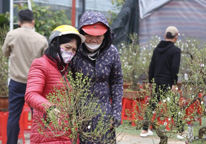 Những cây nhất chi mai phủ rêu xanh đang được bày bán nhiều ở Nghệ An, người dân không ngại chi tiền triệu để rước về chơi Tết. Ảnh: Quỳnh Trang 