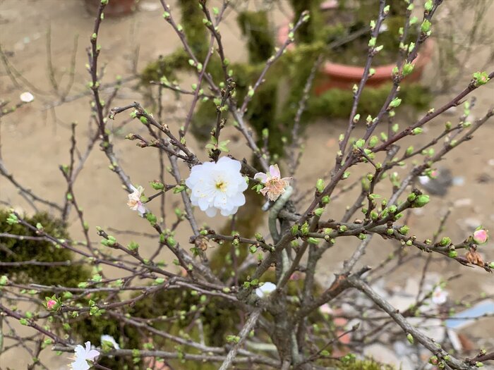Từng cánh hoa tinh khiết nở rộ báo hiệu một mùa xuân tươi mới, an lành, tài lộc. Ảnh: Quỳnh Trang