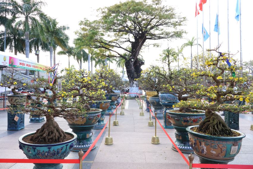 Triển lãm “Mai vàng Đà Nẵng lần thứ II và sinh vật cảnh mở rộng năm 2024” được tổ chức từ ngày 1 - 6.1 tại  khu vực Cung thể thao Tiên Sơn ̣(phường Hòa Cường, quận Hải Châu).