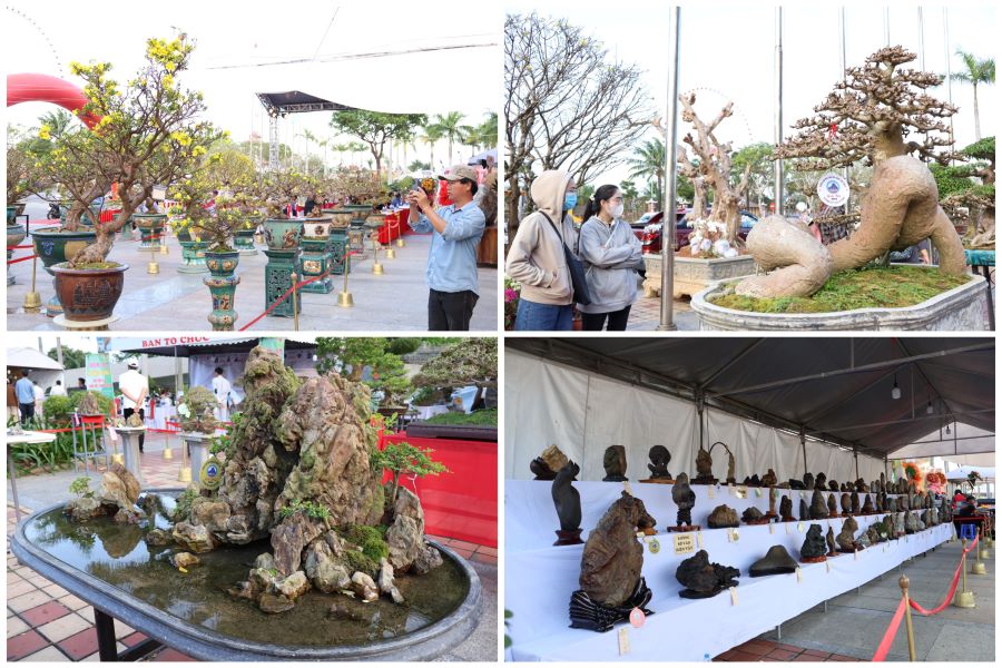 Năm nay triển lãm quy tụ hơn 400 gốc mai, 280 cây bonsai, 10 tác phẩm hòn non bộ và các tác phẩm đá cảnh đến từ nhiều nhà vườn ở khắp các tỉnh duyên hải miền Trung, Tây Nguyên.