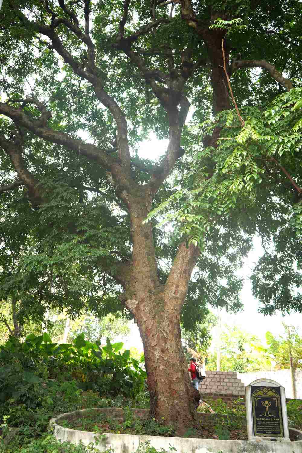 Trong 2 cây lim, chỉ có một cây được vinh danh là cây di sản, có tuổi đời khoảng 1000 năm. Đoàn khảo sát lập hồ sơ vinh danh cây di sản cho biết, cây lim này là cây cổ thụ nhất vùng và là cây lim xanh đầu tiên được phát hiện tại xã Hoà Bình.  