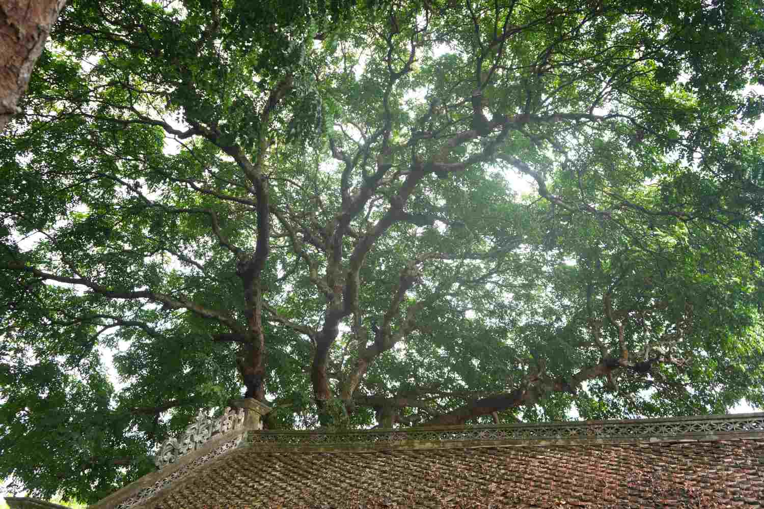 Cây lim có chu vi thân cây ở độ cao cách mặt đất 1,3m là hơn 3 m, đường kính gần 1 m. Cây cao hơn 25 m. 