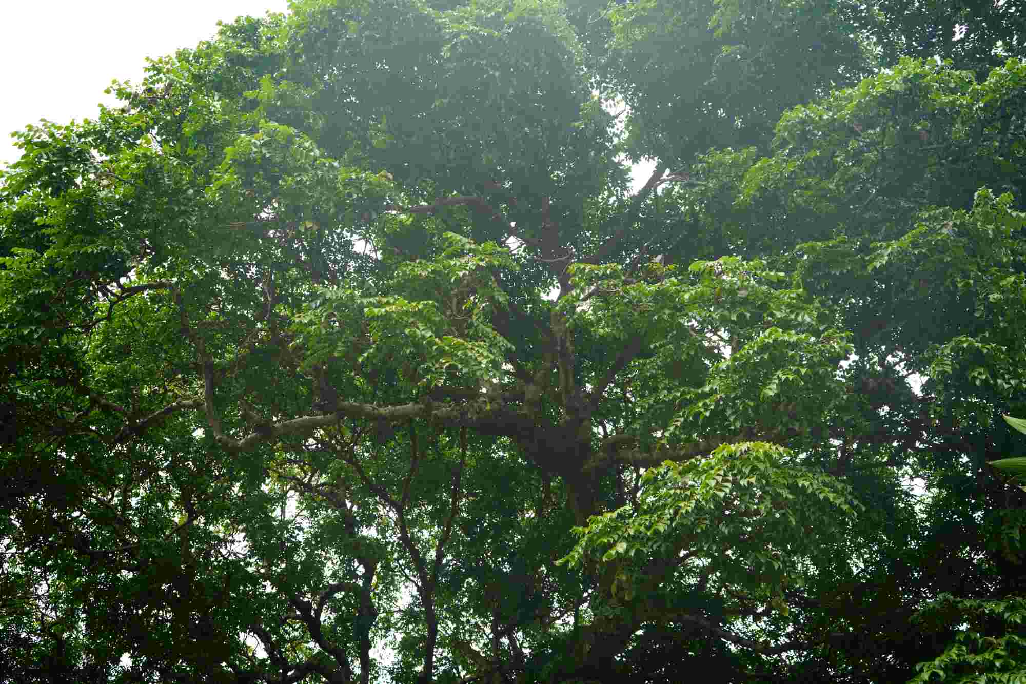 Tán cây hình mâm xôi, cành lá xanh tốt xoè rộng chiếm diện tích 150m2. 
