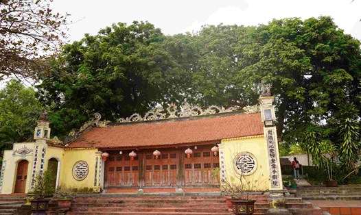 Cây lim xanh ngay phía sau đền Nghè Hà Phú (huyện Thuỷ Nguyên, Hải Phòng) đến nay đã tồn tại hơn 1 thiên niên kỉ. Ảnh: Mai Dung