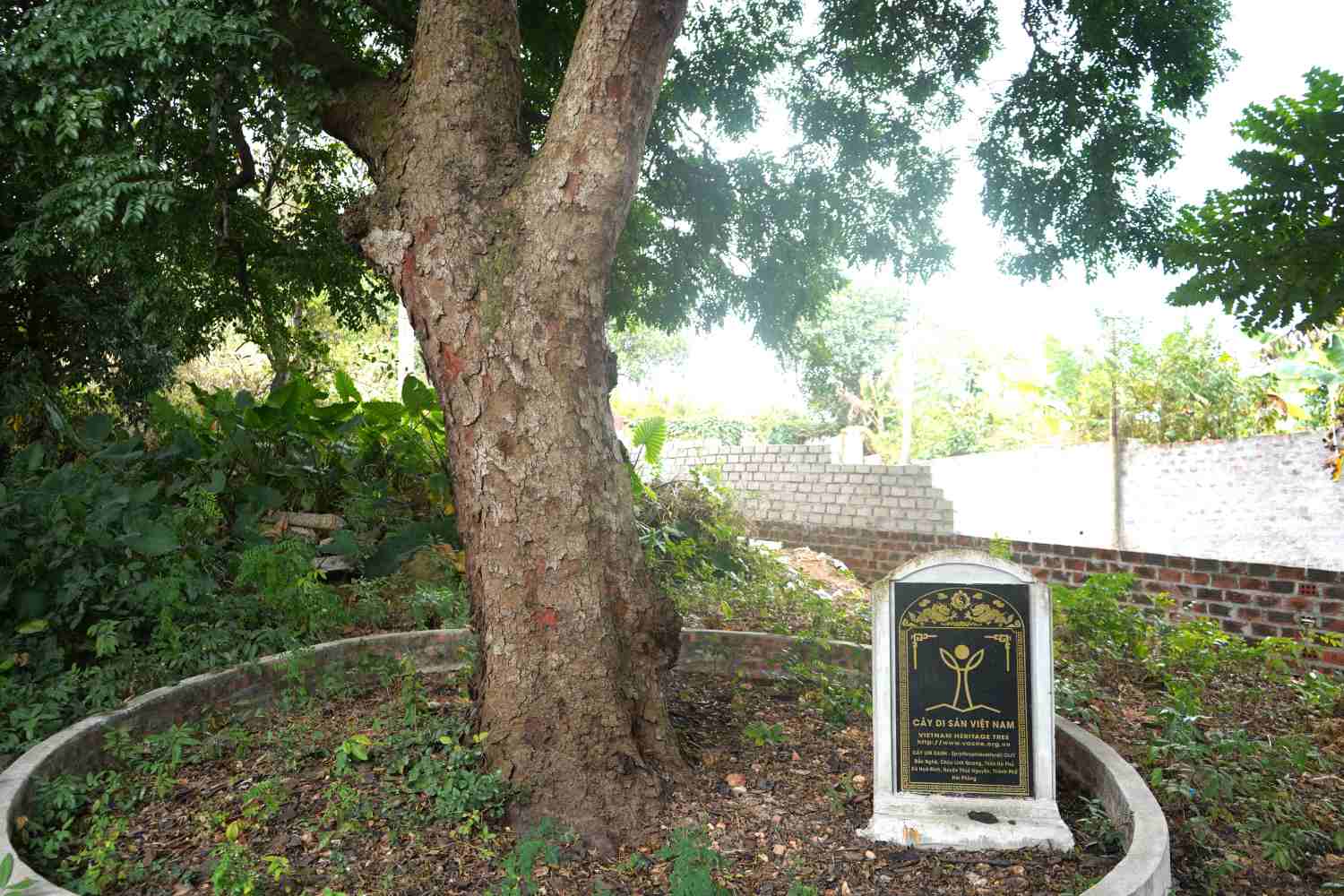 Người dân làng Hà Phú xem cây lim như báu vật nghìn năm tuổi vì cây gắn liền với lịch sử của địa phương. Hiện, cây phát triển xanh tốt, sạch sâu bệnh, được bảo quản, chăm sóc trong khuôn viên đình Nghè. 