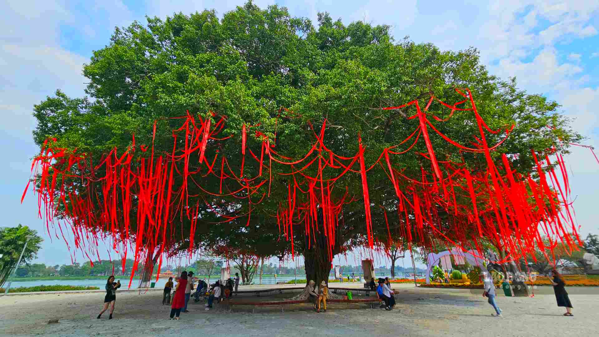 Ghi nhận của Lao Động, hằng ngày, dưới bóng cây sanh cổ thụ nơi quảng trường Quốc học Huế có rất đông người dân và du khách cùng nhau chụp hình hoặc nghỉ ngơi hóng mát, đặc biệt vào những ngày nắng nóng. 