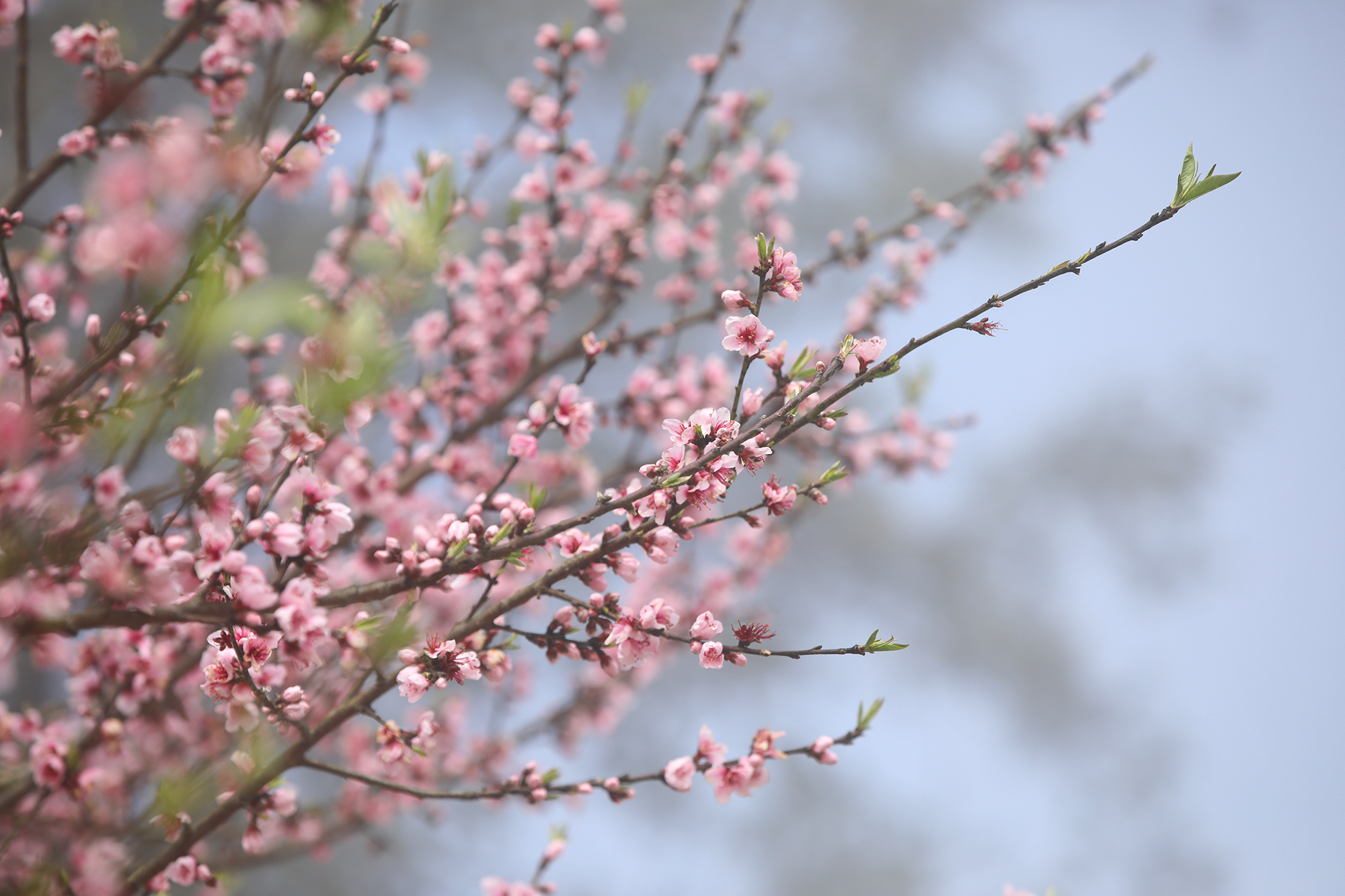 Hoa đào mùa Xuân. Ảnh: Hà