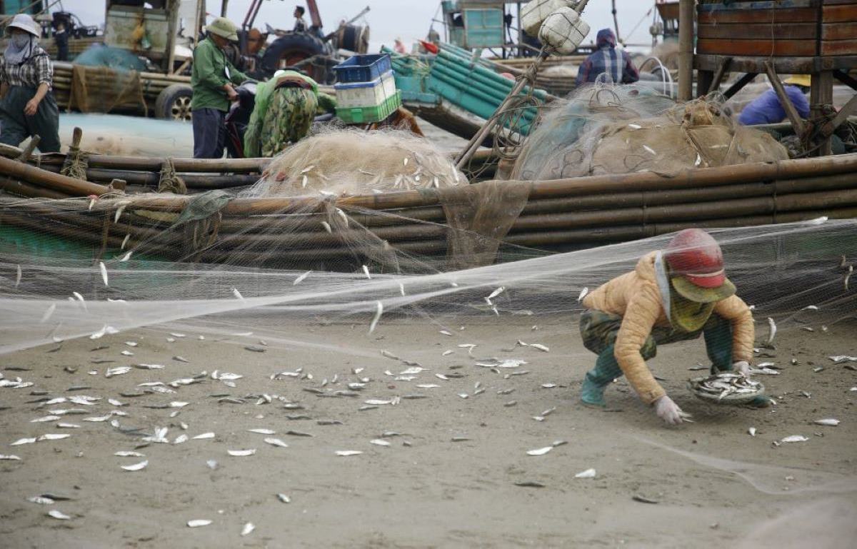Ngư dân hối hả thu hoạch cá trích sau khi thuyền cập bờ. Ảnh: Quách Du