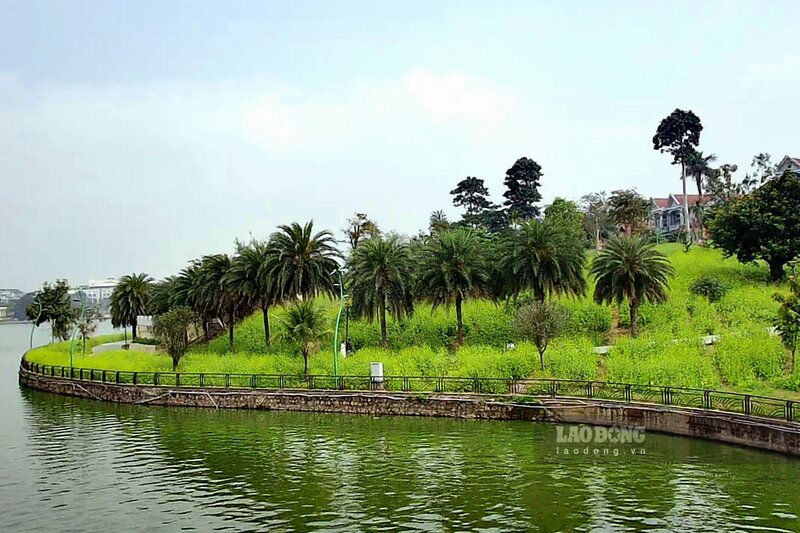 Trong tiết trời nắng ráo ở thành phố Việt Trì, tỉnh Phú Thọ những ngày cuối tháng 2, phóng viên Báo Lao Động đến hồ công viên Văn Lang, nơi có vườn hoa cải rộng lớn đang nở rộ, phủ vàng cả một khu vực rộng lớn ven hồ. Ảnh: Tô Công - Tùng Vy.