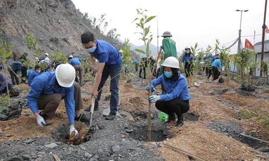 Công ty Than Dương Huy đưa ra kế hoạch mỗi người lao động trồng ít nhất một cây xanh. Ảnh: CĐ TKV