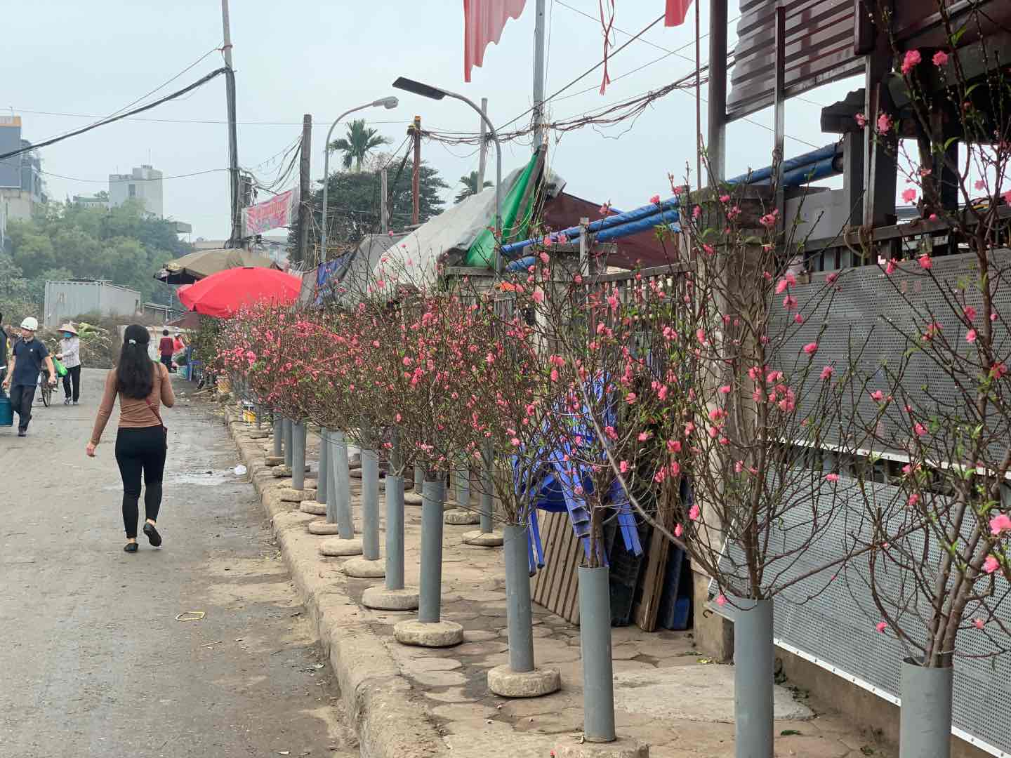 Sau Tết, nhiều cành đào vẫn được bày bán tại khu vực chợ hoa Quảng An. Ảnh: Nhật Minh