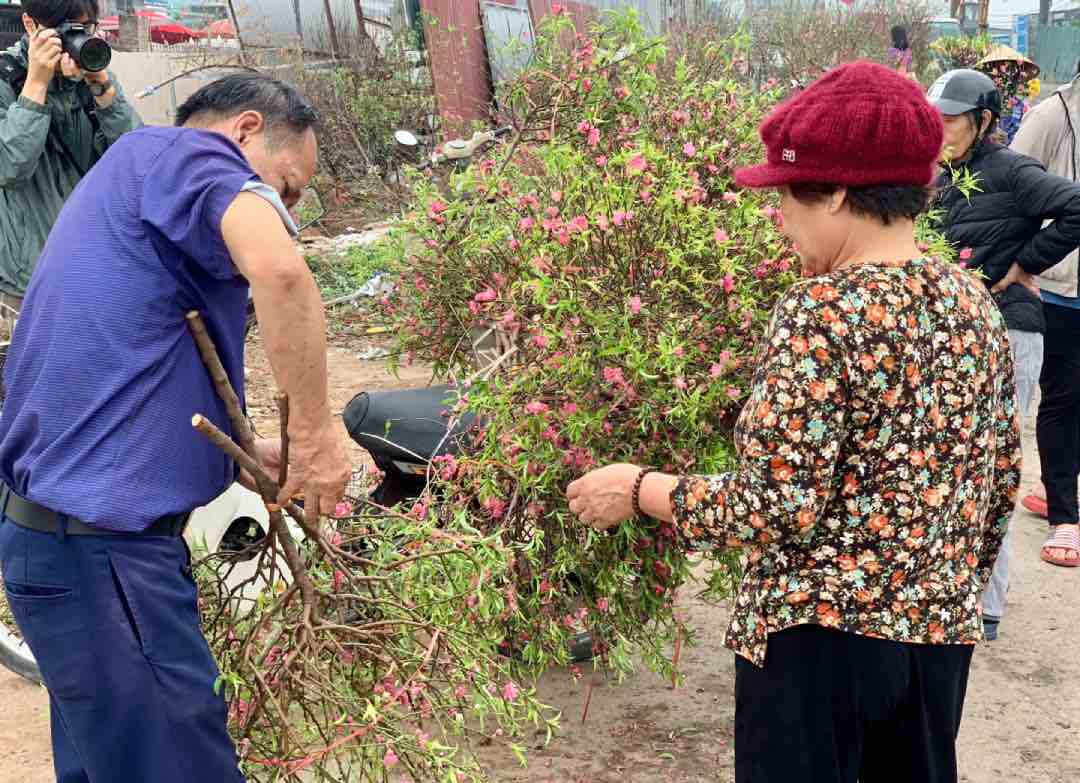 Ông Trịnh Quang Vinh mang đào ra chợ hoa bán để phục vụ người dân dịp rằm tháng Giêng. Ảnh: Nhật Minh