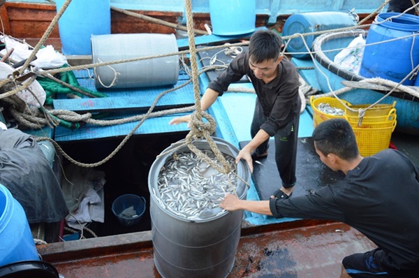 Ngư dân Quảng Ngãi vươn khai đánh bắt cá cơm. Ảnh: Ngọc Viên