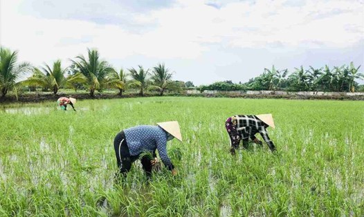 Giá lúa vẫn cao, công nhân về quê cải tạo đất ruộng trồng lúa với mong muốn cải thiện thu nhập. Ảnh: Bích Ngọc