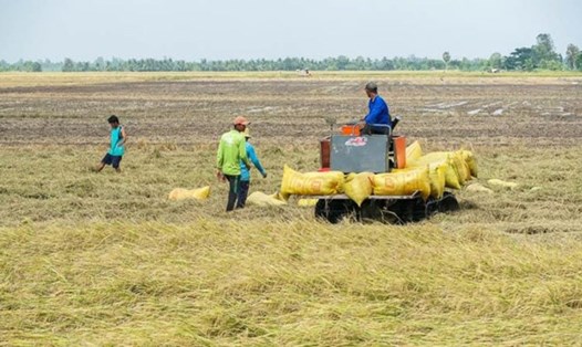 Nông dân miền Tây sắp bước vào giai đoạn thu hoạch rộ vụ lúa Đông Xuân 2023-2024. Ảnh: Phương Anh