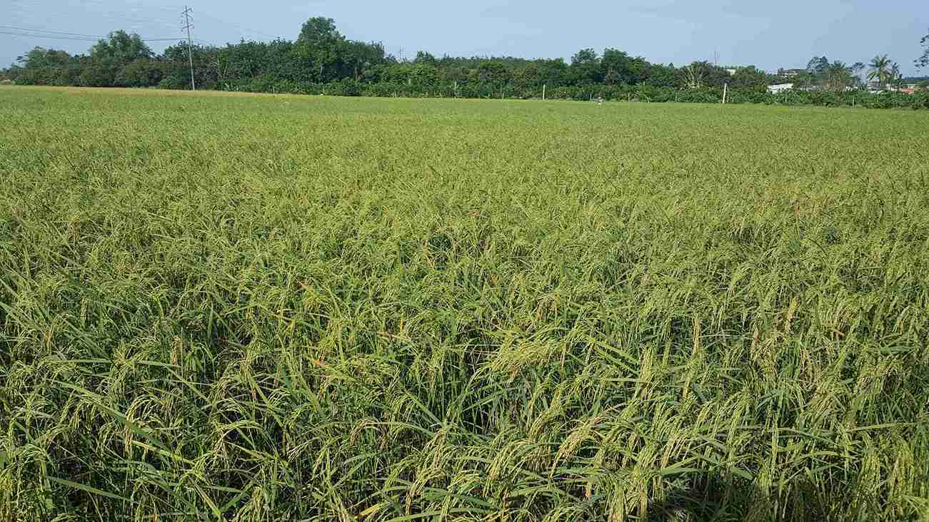 Thị trường lúa gạo biến động mạnh, sợ “bị hớ“nông dân chờ đến cận ngày thu hoạch mới nhận cọc. Ảnh: Bích Ngọc
