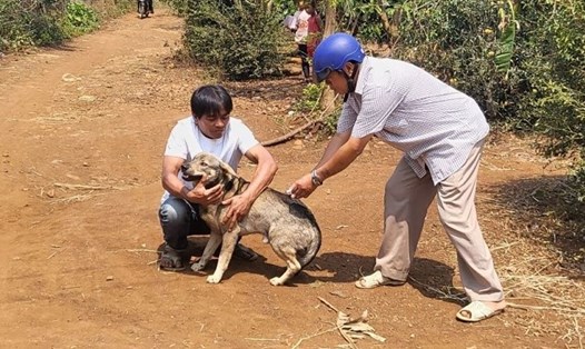 Lực lượng chức năng ở Đắk Lắk tiêm phòng bệnh dại cho chó, mèo, vật nuôi. Ảnh: Quang Nhật