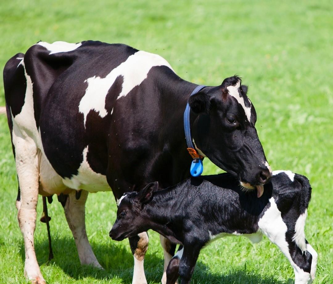 Bò sữa Holstein được nuôi hữu cơ tại đồng cỏ lúa mạch. Ảnh: BTNature