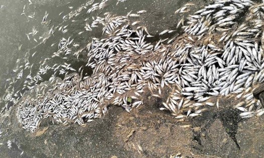 Cá chết trên sông Bến Tám đoạn qua huyện Vĩnh Linh, tỉnh Quảng Trị. Ảnh: Người dân cung cấp