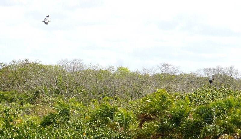 Vườn chim Bạc Liêu đang đứng trước nguy cơ cháy rất cao. Ảnh: Nhật Hồ