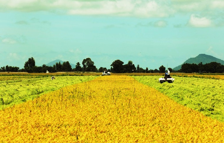 Xuất khẩu gạo năm 2024 dự báo vẫn lạc quan. Ảnh: Tân Ông 