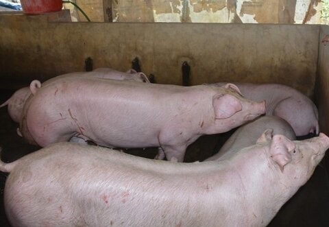 Cà Mau truyên truyền vận động người dân thường xuyên chăm sóc đàn lợn trước nguy cơ dịch tả lợn châu Phi tái phát. Ảnh: Nhật Hồ