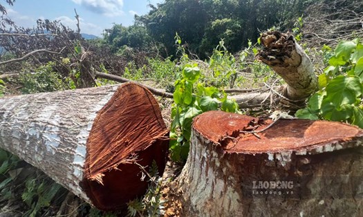 Xử lý trách nhiệm vụ hơn 1,1ha rừng phòng hộ ở Bình Định bị cưa hạ. Ảnh: Hoài Luân