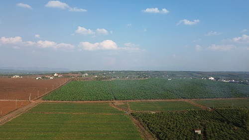 Hơn 20ha đất caosu gần xã Hneng bạt ngàn cây chuối, không có cây caosu. Ảnh: Thanh Tuấn 