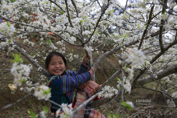 Hoa mận trắng tinh khiết, trong nắng sớm đẹp tuyệt vời, người H’Mông ở đây rất thân thiện, nhà nào cũng trồng mận quanh nhà. Ðến đây, du khách có thể dừng chân ngắm hoa, chụp ảnh lưu niệm với trẻ nhỏ.