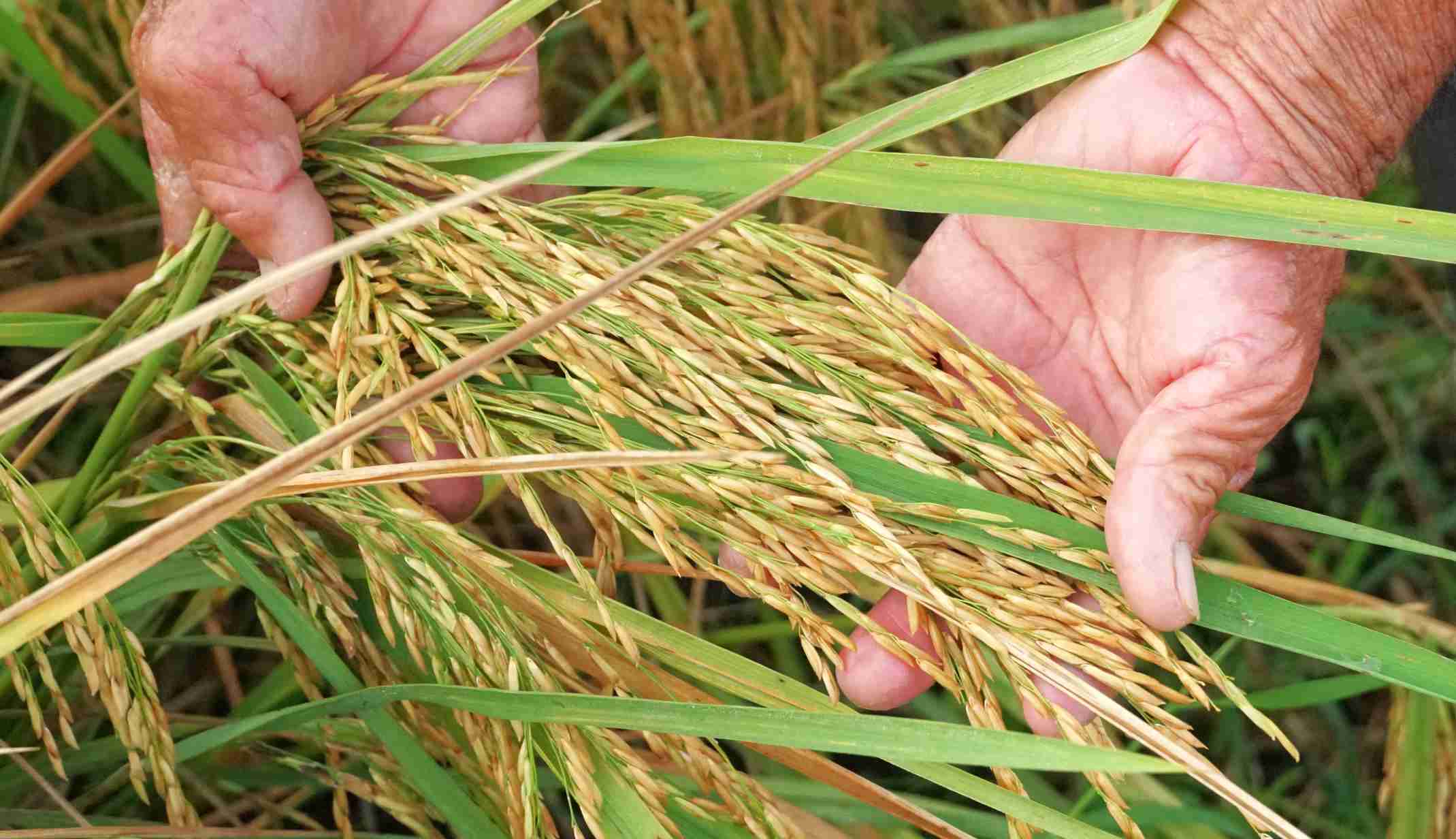 Tại đây, lúa được gieo cấy 2 vụ/năm với quy trình canh tác nghiêm ngặt từ khâu làm đất, gieo cấy, chăm sóc đến thu hoạch.