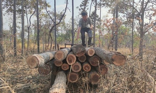 Hiện trường vụ phá rừng tại Tiểu khu 1003 xã biên giới Ia Mơr. Ảnh: Thanh Tuấn