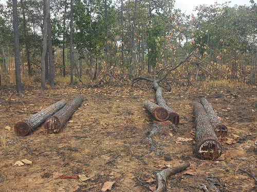 Các đối tượng cưa hạ cây gỗ bỏ lại tại rừng Ia Mơr. Ảnh: Thanh Tuấn