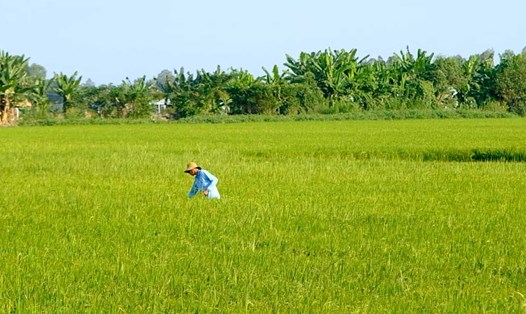 Dù thị trường lúa gạo biến động sau Tết nhưng một số nông dân vẫn có thể yên tâm vì đã nhận cọc giá cao từ thương lái trước đó. Ảnh: Mỹ Ly