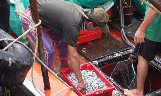 Ngư dân Quảng Nam kiếm hàng trăm triệu mỗi đêm từ cá cơm than