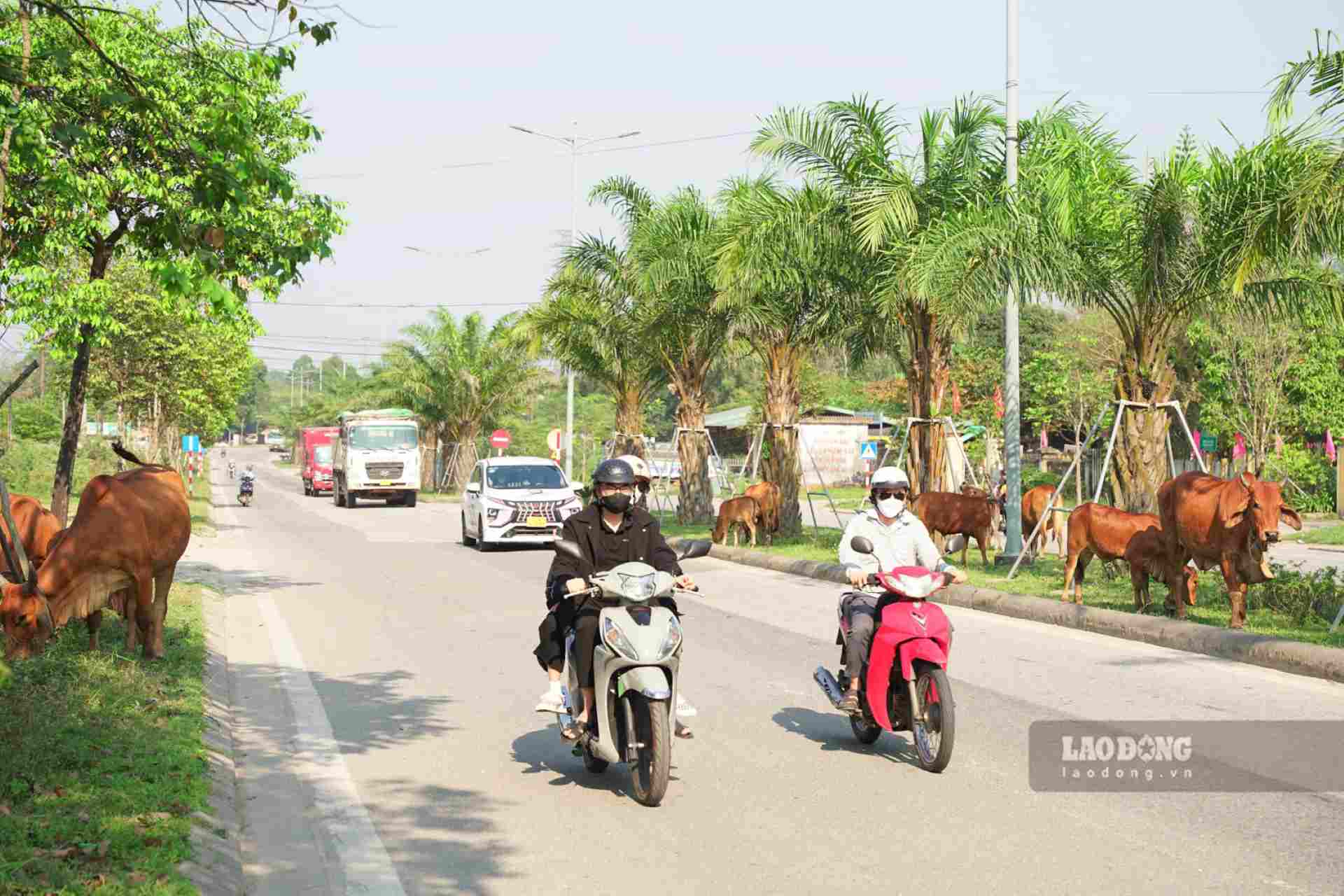 Từ sáng sớm đến chiều tối, khi di chuyển trên tuyến đường Võ Văn Kiệt (phường An Tây, TP. Huế) không khó để bắt gặp hình ảnh những đàn bò thả rông tung tăng giữa đường. 